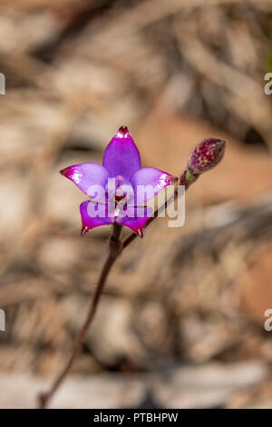 Elythranthera brunonis, Lila Emaille Orchid Stockfoto