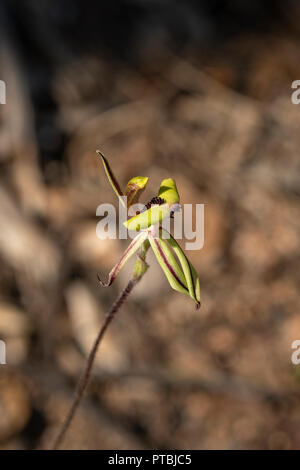 Caladenia roei, Ant Orchid Stockfoto
