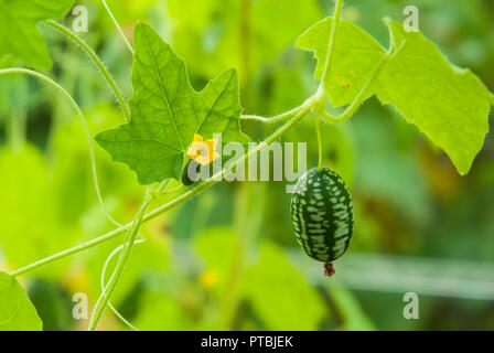 Kleine grüne cucamelons (melothriascabra) wachsende auf Reben mit kleinen gelben Blüten im Sommer. Stockfoto