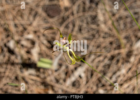 Caladenia falcata, eingesäumt Mantis Orchid Stockfoto