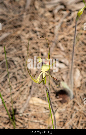 Caladenia falcata, eingesäumt Mantis Orchid Stockfoto