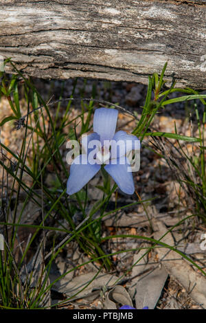 Cyanicula gemmata, Blue China Orchid Stockfoto