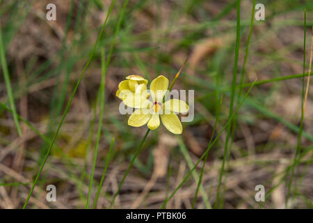 Thelymitra antennifera, Zitrone duftenden Sun Orchid Stockfoto