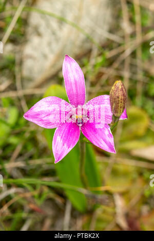 Elythranthera emarginata, Rosa Emaille Orchid Stockfoto