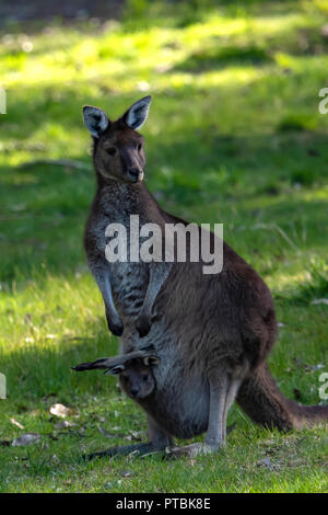 Rote Känguru und Joey, Macropus Rufus in Walpole, WA, Australien Stockfoto