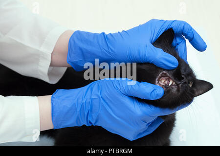 Arzt einen Tierarzt in Blau sterile Handschuhe untersucht die Zähne einer schwarzen Katze. Close-up Stockfoto
