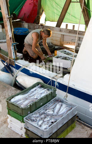 Tribunj, Kroatien - August, 24, 2018: Fischer Sortieren der Fänge an einem Deck von einem Verankerten Trawler Yacht Stockfoto