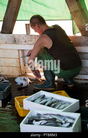 Tribunj, Kroatien - August, 24, 2018: Fischer Sortieren der Fänge und Ausnehmen der Fische auf einem Deck eines Trawler Yacht Stockfoto