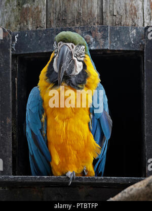 Blaue und gelbe Aras (Ara Ararauna) Stockfoto