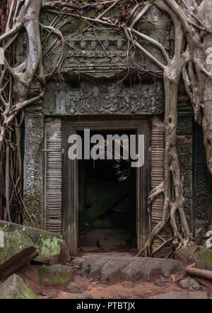 Tempel mit Baumwurzeln überwuchert, Provinz Siem Reap, Angkor, Kambodscha Stockfoto