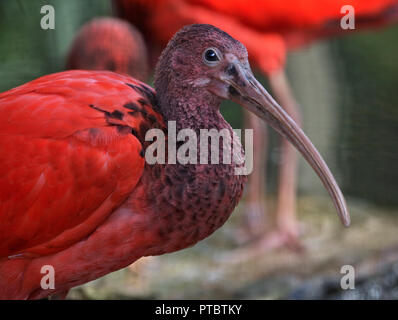 Scarlet Ibis (eurocimus ruber) Stockfoto