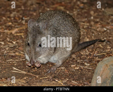 Long-Nosed Potoroo (potorous tridactylus) Stockfoto