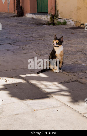 Bunte Katze sitzt in den Schatten eines gepflasterte Strasse mit Kopfsteinpflaster. Suchen bis zu einem Fenster. Traditionellen Dorfes Archanes in den Bergen von Kreta Stockfoto