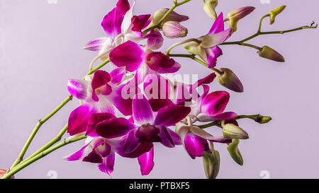 Schönen Zweig der Purple orchid flower auf farbigen Hintergrund studio Shot horizontal. Stockfoto