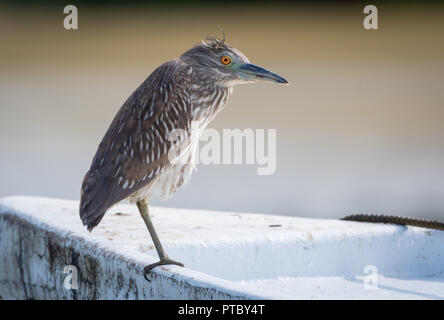 Ein jugendlicher Gelb gekrönt Heron ruht auf einem Boot im Watt von Trinidad. Stockfoto