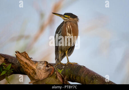 Gestreifte Reiher, Butorides striata, thront am frühen Morgen auf einem Zweig mit einem verschwommenen Hintergrund. Stockfoto