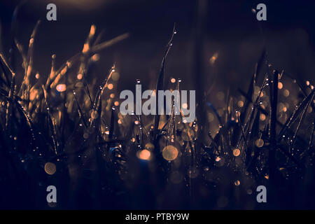 Sonnenaufgang und Tropfen Morgentau auf Gras lässt. schönen Bokeh, goldene Highlights und Sargassosee Schatten. Boden, Natur uk. Stockfoto