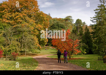 Herbst (Herbst) Farben in Westonbirt Arboretum in den Cotswolds ein Gebiet von außergewöhnlicher natürlicher Schönheit in den südwestlichen Teil des Vereinigten Königreichs Stockfoto