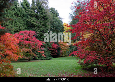 Herbst (Herbst) Farben in Westonbirt Arboretum in den Cotswolds ein Gebiet von außergewöhnlicher natürlicher Schönheit in den südwestlichen Teil des Vereinigten Königreichs Stockfoto