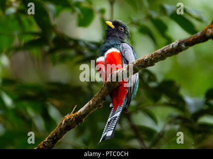 Eine Collared Trogon sitzt ruhig auf einem Zweig in der Abdeckung des Regenwaldes. Stockfoto