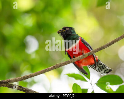 Trogon mit Kragen, Trogon collaris, isst ein Insekt im Regenwald auf einem Ast Stockfoto