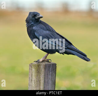 AAS-Krähe Corvus Corone in der Wiese Fütterung Stockfoto