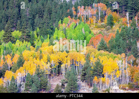 Hope Valley ist zugänglich durch Highway 89 im Bereich Tahoe in Kalifornien. Stockfoto