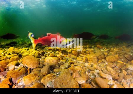 Laichender Lachs im Adams River in British Columbia, Kanada. Stockfoto