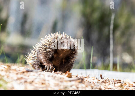 Kurzschnabeligel (Tachyglossus Aculeatus) Stockfoto