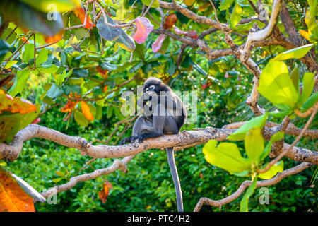 Koh Phaluai, Mu Ko Ang Thong National Park, Golf von Thailand, Siam, wenig Blatt Affe oder Dusky Langur Obst essen im Regenwald Stockfoto