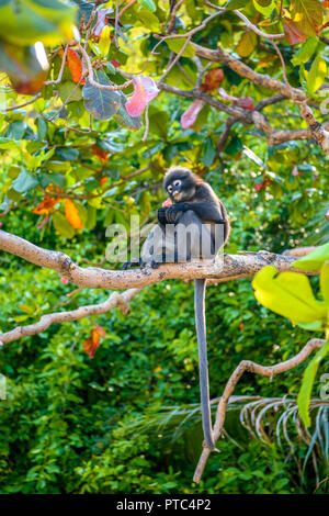 Koh Phaluai, Mu Ko Ang Thong National Park, Golf von Thailand, Siam, wenig Blatt Affe oder Dusky Langur Obst essen im Regenwald Stockfoto