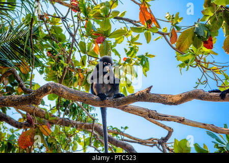 Koh Phaluai, Mu Ko Ang Thong National Park, Golf von Thailand, Siam, wenig Blatt Affe oder Dusky Langur Obst essen im Regenwald Stockfoto