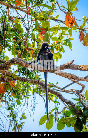 Koh Phaluai, Mu Ko Ang Thong National Park, Golf von Thailand, Siam, wenig Blatt Affe oder Dusky Langur Obst essen im Regenwald Stockfoto