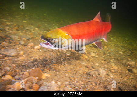 Weibliche sockeye in der Adams River im Salmon Arm, British Columbia. Stockfoto