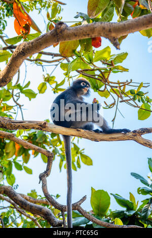 Koh Phaluai, Mu Ko Ang Thong National Park, Golf von Thailand, Siam, wenig Blatt Affe oder Dusky Langur Obst essen im Regenwald Stockfoto
