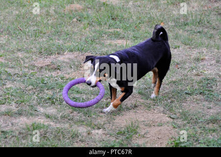 Appenzell Rinder Hund läuft auf dem grünen Rasen Stockfoto