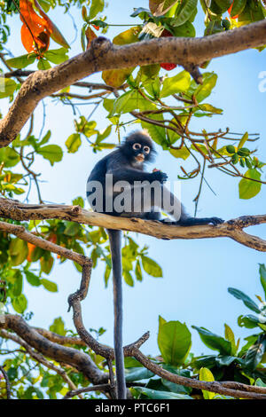 Koh Phaluai, Mu Ko Ang Thong National Park, Golf von Thailand, Siam, wenig Blatt Affe oder Dusky Langur Obst essen im Regenwald Stockfoto