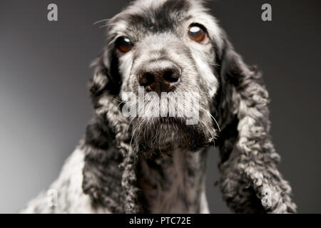 Portrait einer adorable English Cocker Spaniel - studio Shot, isoliert auf Grau. Stockfoto
