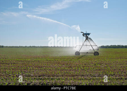 Center - pivot Bewässerungssystem system verteilt Wasser auf eine Mais Ernte in North Central Florida. Stockfoto