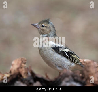 Weibliche Buchfink (Fringilla coelebs), De Hoge Veluwe, Niederlande Stockfoto