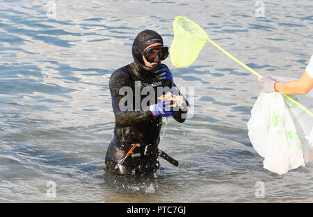 Taucher aus verschiedenen Clubs treffen von Kunststoffen und anderen Müll zu reinigen gefunden unter Wasser am Strand von Portixol in Mallorca Stockfoto