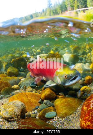 2 Ebenen Bild eines sockeye Lachse in der Adams River in British Columbia, Kanada. Stockfoto