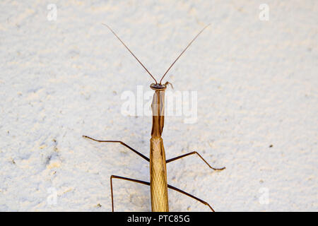 Braun europäischen Mantis auf dem weißen Hintergrund im Herbst Stockfoto