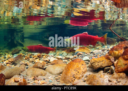 Zwei sockeye Lachse in der Adams River in British Columbia Stockfoto