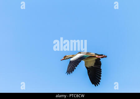 Vogel Nilgans fliegen in blauer Himmel nah bis Mitte Flugdetails. Stockfoto