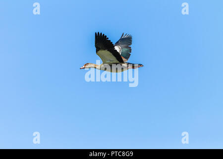 Vogel Nilgans fliegen in blauer Himmel nah bis Mitte Flugdetails. Stockfoto