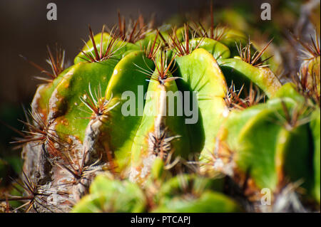 Cactus close up-Anlage von Gran Canaria, Spanien Stockfoto