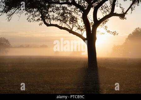 Verträumte Atmosphäre mit der Silhouette von einem Apfelbaum auf einer Wiese, während die Sonne durch den Nebel steigt, an einem warmen Tag im Oktober, in Deutschland. Stockfoto