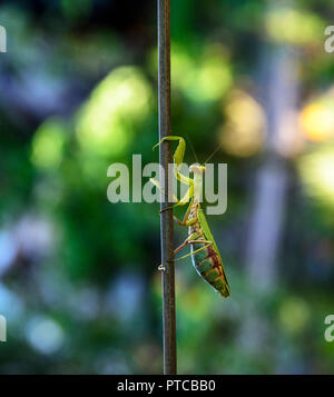 Grüne große Mantis nach oben Crawling der Stick, verschwommenes grün Hintergrund mit Bokeh Stockfoto