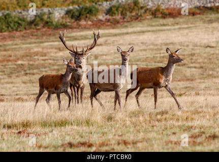 Rothirsch (Cervus Elaphus) Stockfoto